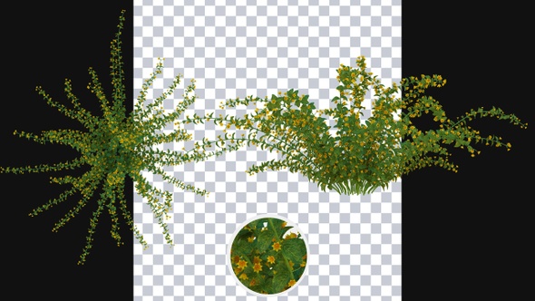 Growing SpiderBush Flowers alt