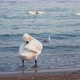 A Group of Swans in Eforie South, Romania - VideoHive Item for Sale