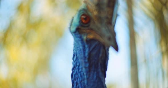 Close up of Southern Cassowary, the largest flightless bird. BMPCC 4K alt