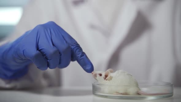 A White Test Mouse Sniffs the Finger of a Lab Technician Wearing Blue Medical Gloves