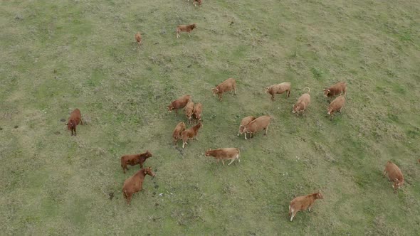 Feedlot Herd of Cattle Graze on Frosted Grass alt