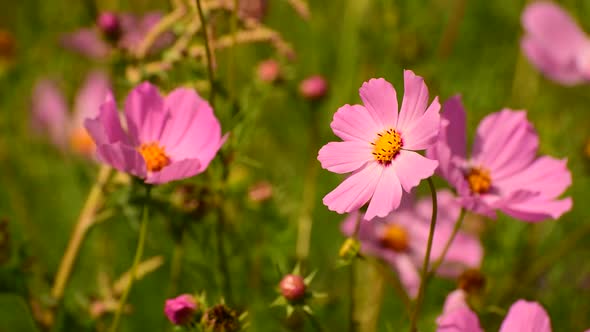 The Beautiful Large Pink Daisies Outdoors