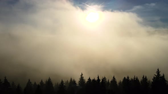 Aerial view of dark green pine trees in spruce forest in foggy fall mountains. alt
