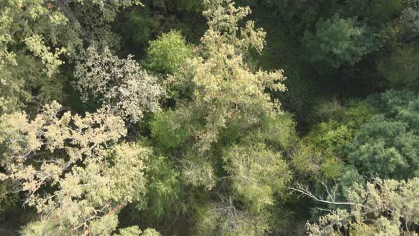Aerial View of a Green Forest on a Summer Day alt