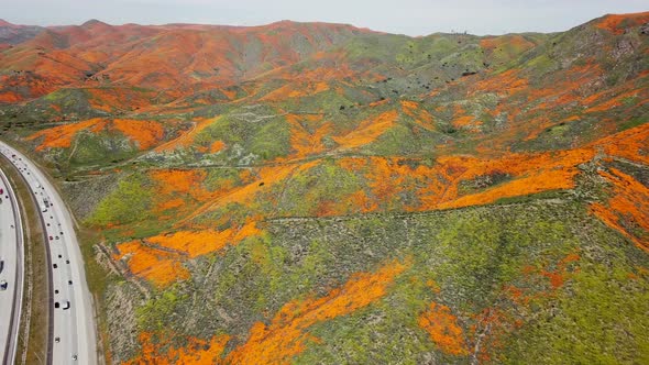 Aerial Pan 2 of the super bloom of golden poppies by Lake Elsinore California and Walker Canyon by t alt