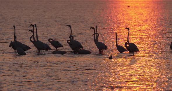 Pink flamingos during the courtship in the Camargue, France alt