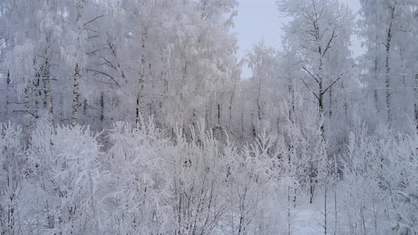 Frozen White Trees alt