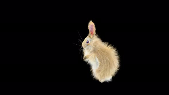 Rabbit Dancing 4K alt