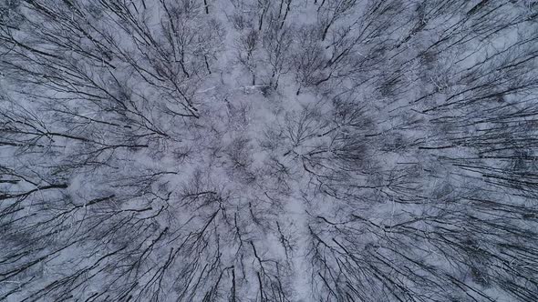 The Drone Rises Above the Winter Forest in the Carpathians