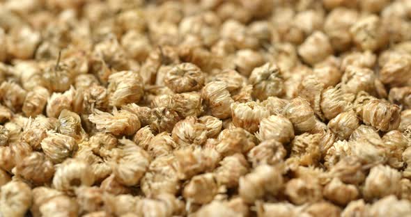 Dry Chrysanthemum alt