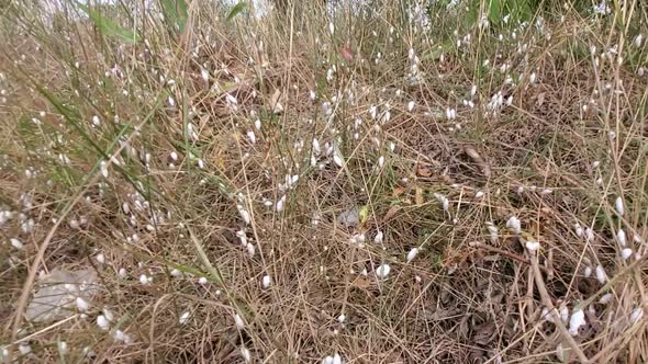 There are a Lot of Snails and Shells in the Steppe Area in the Field on Dry Grass alt