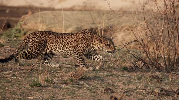 Spectacular Wild Leopard Stalking in Super Slow Motion 