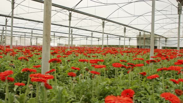 Gerbera flowers in many colors growing inside a large greenhouse alt