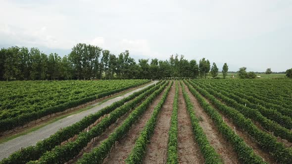 Vineyard aerial shot