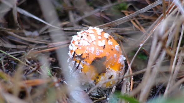 Toadstool mushroom in the forest in autumn