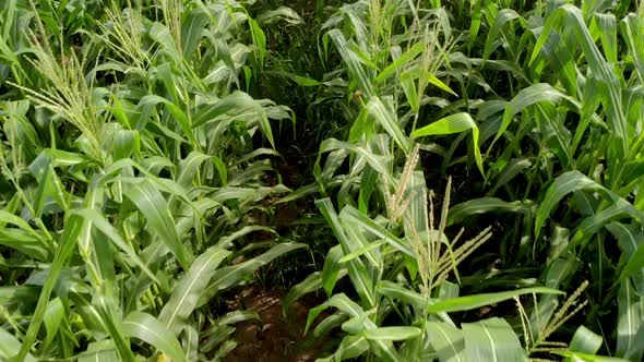 Corn field, aerial over the rows of corn stalks. Agriculture theme alt