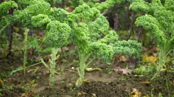 Curly Leaf Cabbage Kale Winter Plant Field Leaves Bio Organic Plantation Harvest Vegetables Brassica
