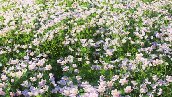 Flowers Field Background