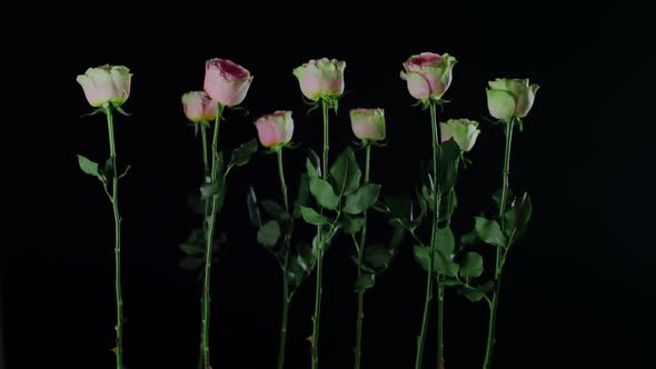 Many Pink Roses Isolated on Black