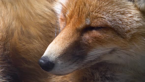 The Red Muzzle of the Fox That Squints in the Sun The Animal Is Resting During the Day