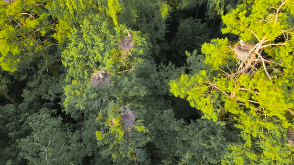 Beautiful Panorama From Above to the Nests of Gray Herons at Sunset alt