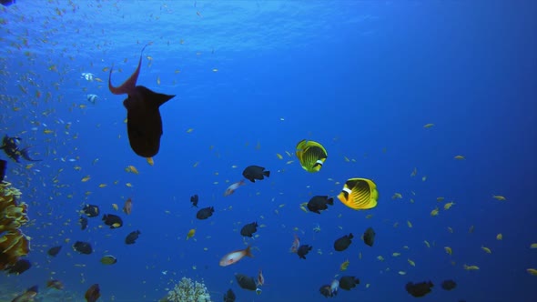 Sea Blue Water Waves Tropical Fish alt