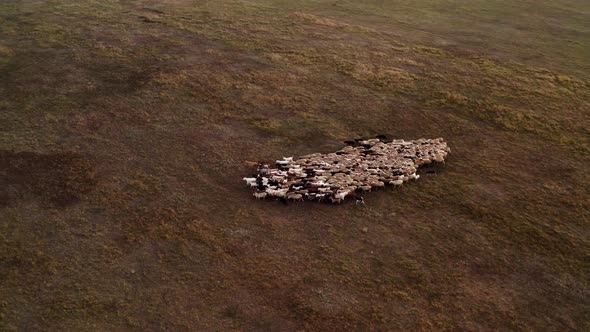 Top View of Grazing Sheep Flock on Autumn Pasture