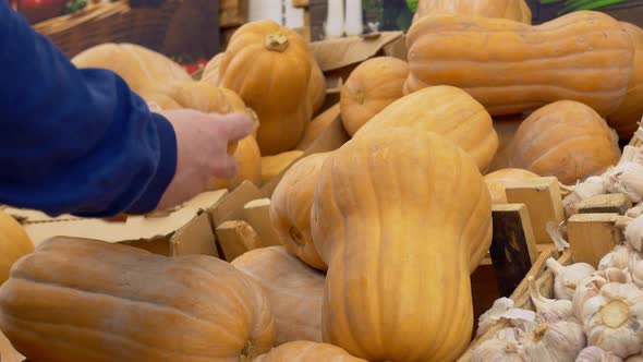 An Annual Vegetable Fair Where Farmers Sell Their Crops a Shelf with Pumpkins and Garlic on the alt