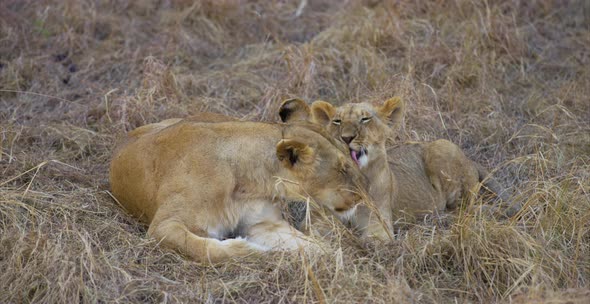 Female lion and cub cuddling alt
