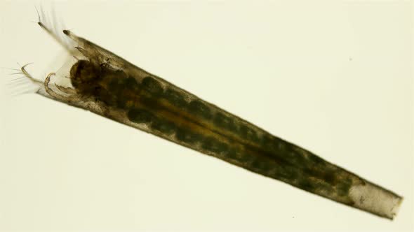 Trichoptera Larvae Under the Microscope, Movement of the Caddis Larva in a Protective Tubular House alt