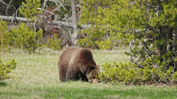 Footage Wildlife on Sunny Summer Day Huge Brown Grizzly Bear Searching Food alt
