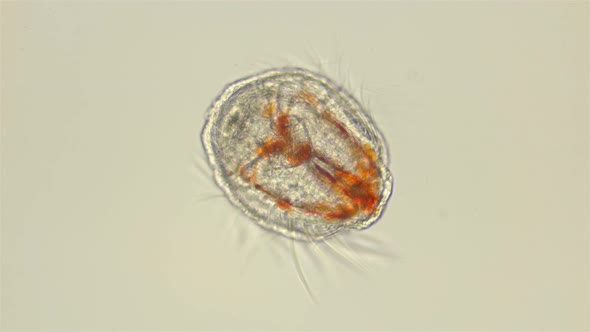 Cydippid Larva Under a Microscope, Juvenile Larva, at This Stage Similar To Pleurobrachia alt
