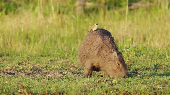 Fluffy cattle tyrant, machetornis rixosa riding on top of a wet pregnant caypara, hydrochoerus hydro alt