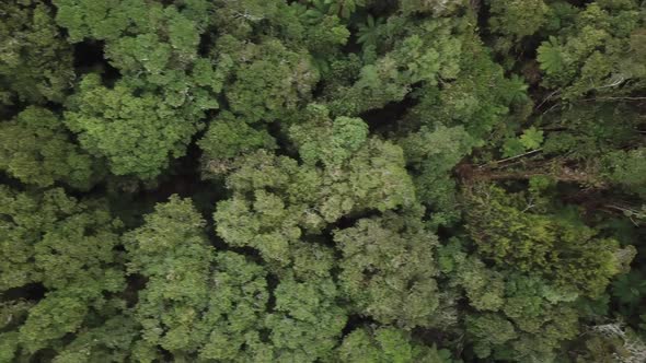 Bush in New Zealand aerial alt