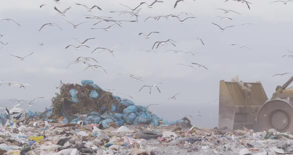 Birds flying over vehicles clearing rubbish piled on a landfill full of trash alt