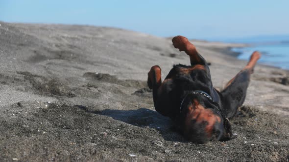 The Dog Somersaults the Beach Near the Sea alt