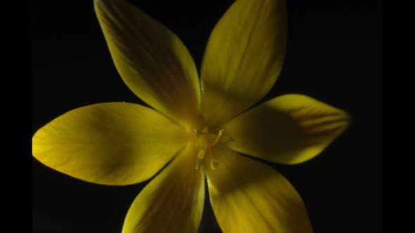 View From Above on the Yellow Crocus Which Blooms on a Black Background