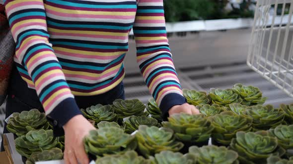 Close Up of Woman Choosing Potted Plant for Home alt