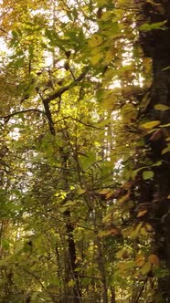 Vertical Video Forest with Trees in the Fall alt