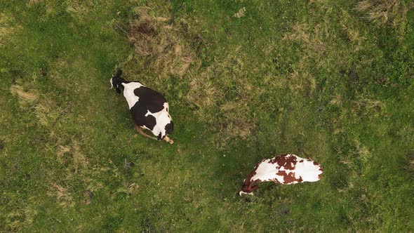 High Aerial Drone Flying Over Field and Two Grazing Cows