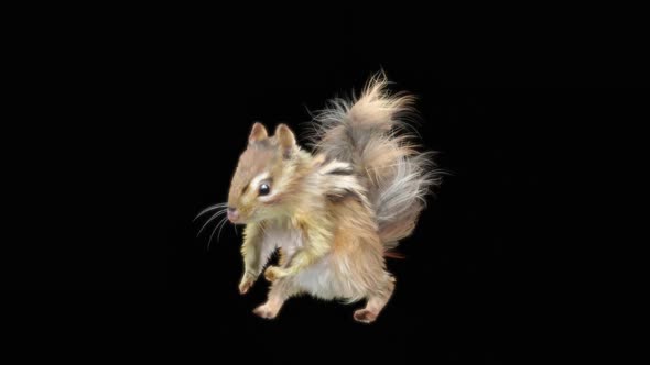 68 Chipmunk Dancing HD alt