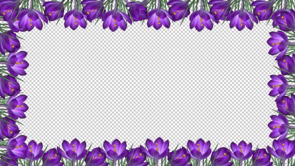 Blue Crocus Flowers - Screen Frame In and Out - Alpha Channel