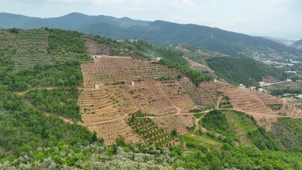 Rows of young Avocado plants, Aerial view 4 K alt