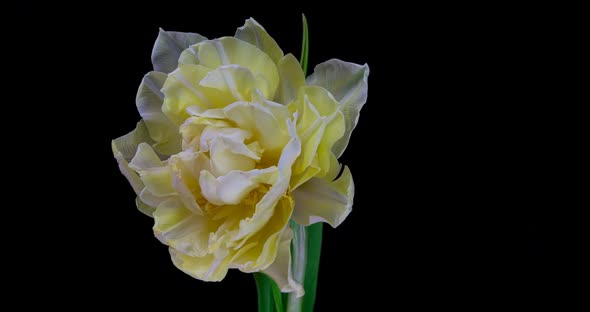 White Tulip Blooms on a Black Background, Alpha Channel  Resolution alt