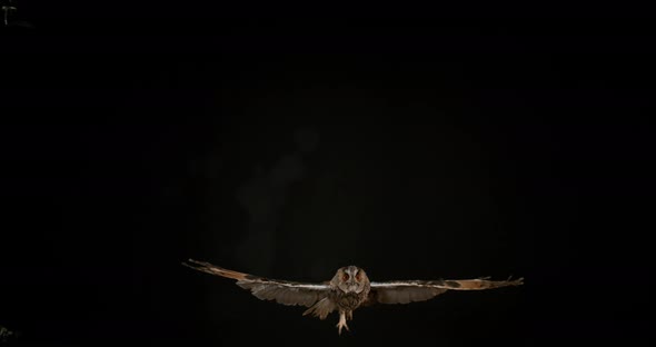 Long Eared Owl, asio otus, Adult in Flight, Normandy in France, Slow Motion 4K alt