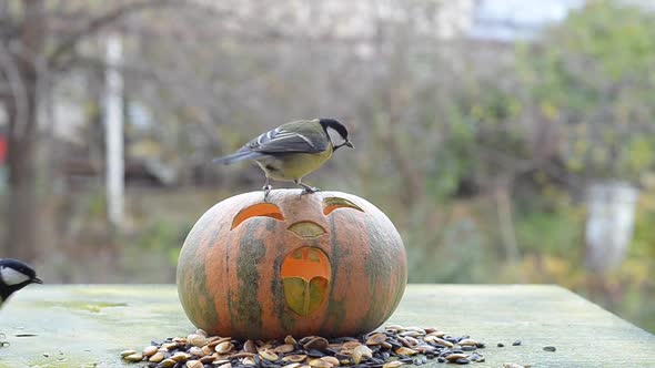 Halloween Pumpkin and Birds in the Feeder