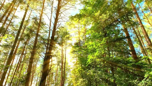 Slow motion. Beautiful nature. Forward movement. Meditation forest.