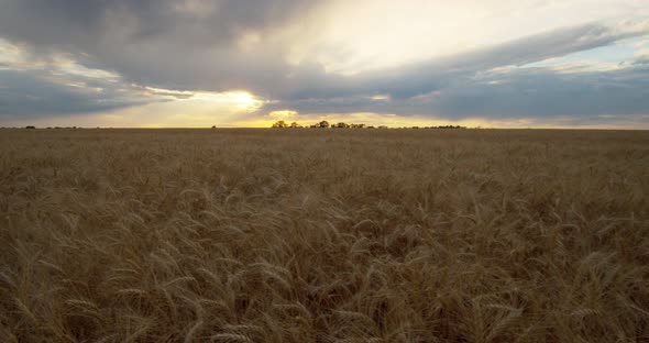 Sunset Over the Wheat Field