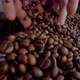 Hands Pour Coffee Beans on Heap Fresh Harvest Close Up - VideoHive Item for Sale