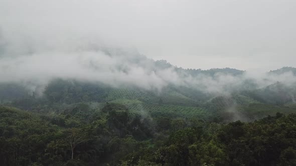 Aerial View Flying to the Clouds Above the Plantation in a Tropical Forest Thailand